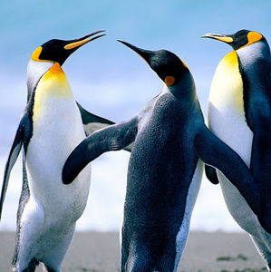 Meet your Posher, Steven